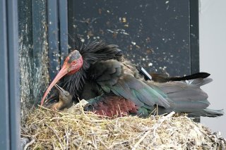 Deux ibis chauves sont nés dans la nature à Rümlang (ZH), une première en Suisse depuis près de 400 ans.